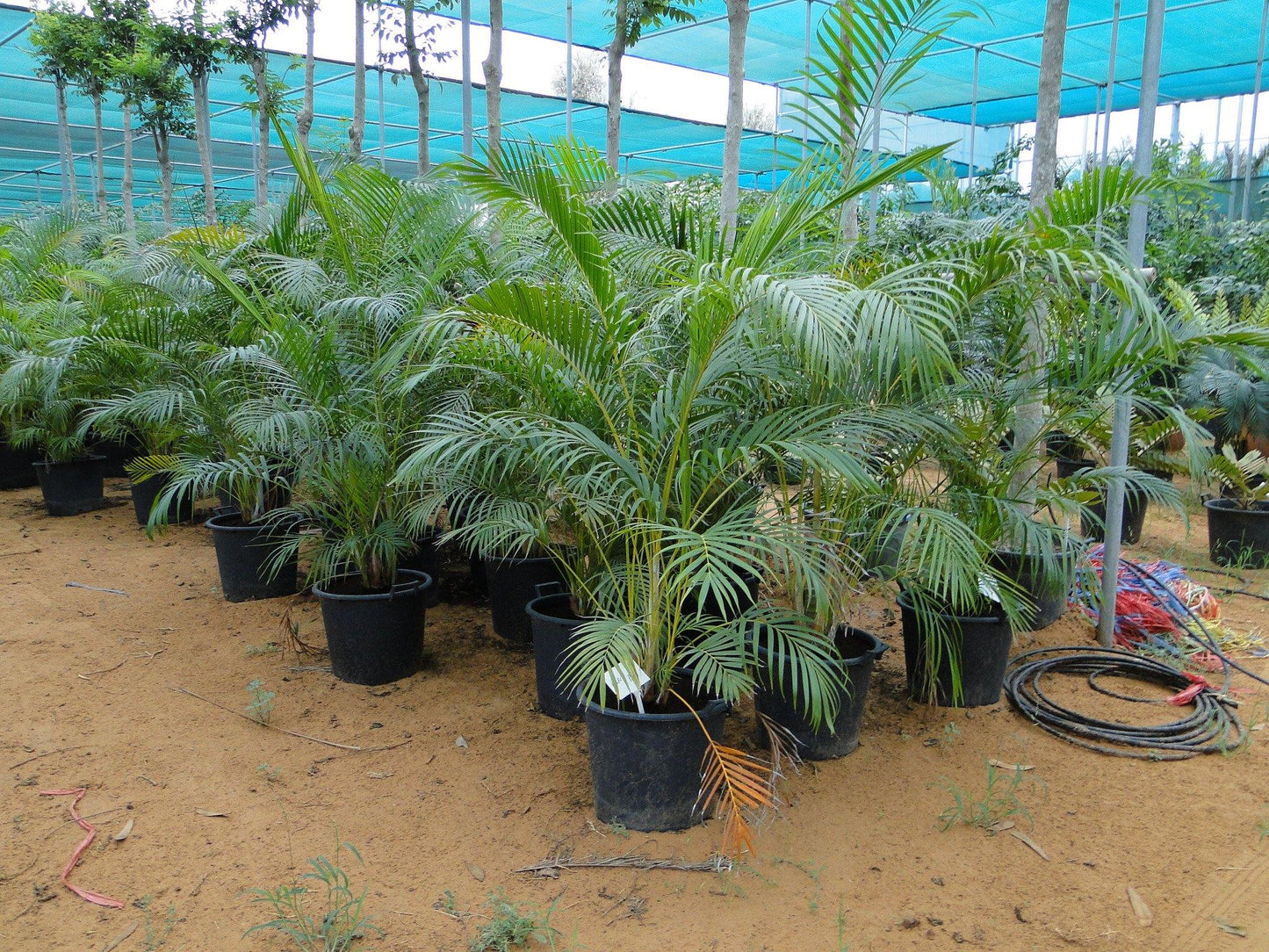 Areca Palm , Chrysalidocarpus lutescens (Outdoor) – image 7