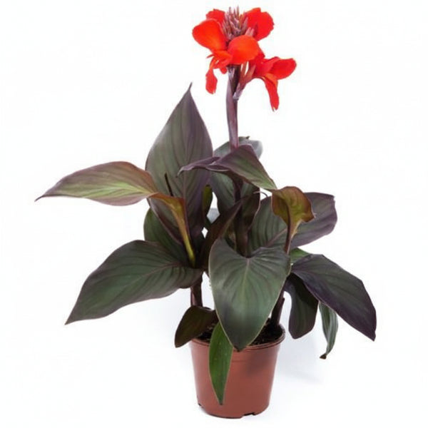 Canna Indica, Purpurea – image 1