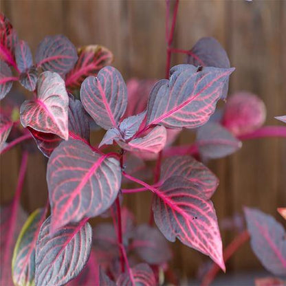 Iresine Iindenii, Bloodleaf Iresine lindenii (small) – image 3
