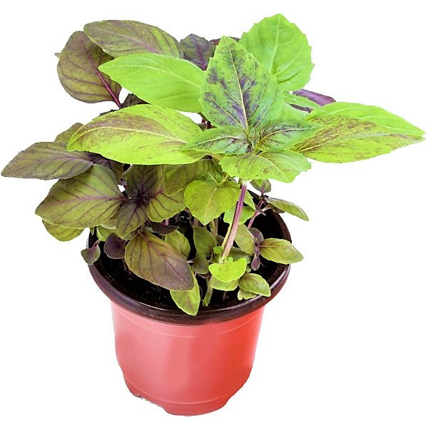Red Sweet Basil, Sweet Genovese – image 3
