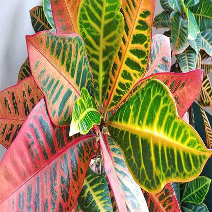 Codiaeum Variegatum Croton, Garden croton – image 4