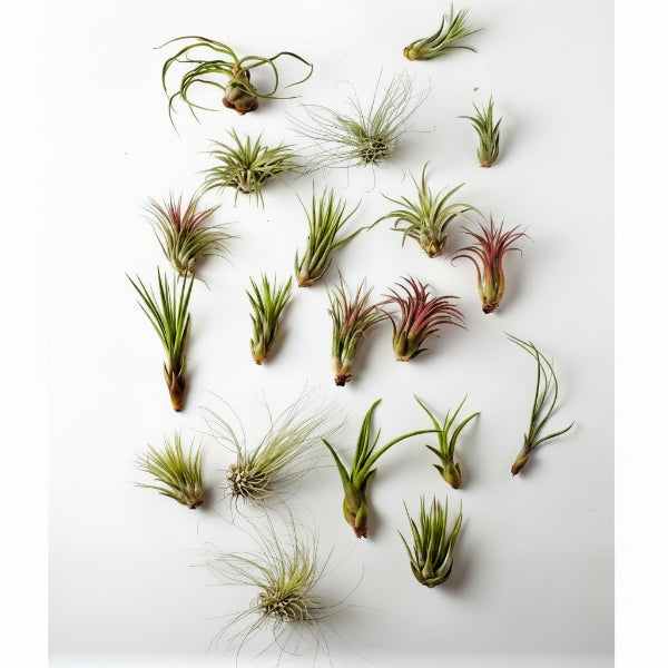 Air Plant, Tillandsia, – image 3
