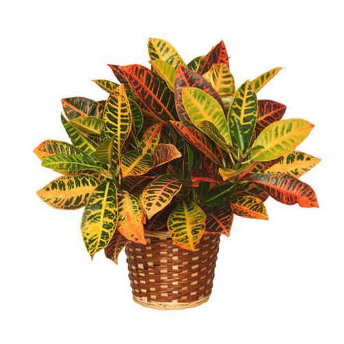 Codiaeum Variegatum Croton, Garden croton – image 5