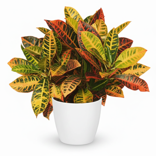 Codiaeum Variegatum Croton, Garden croton – image 3