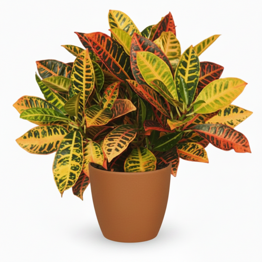 Codiaeum Variegatum Croton, Garden croton – image 1