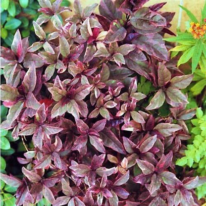 Eranthemum Atropurpureum, Purple False Eranthemum – image 4
