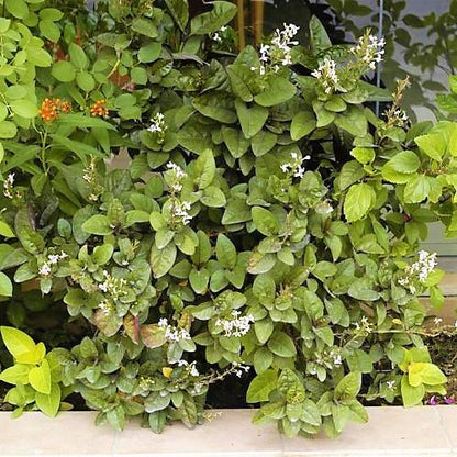 Eranthemum Atropurpureum, Purple False Eranthemum – image 6