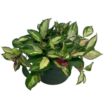Hoya Carnosa, Wax Plant, Multi Color – image 3