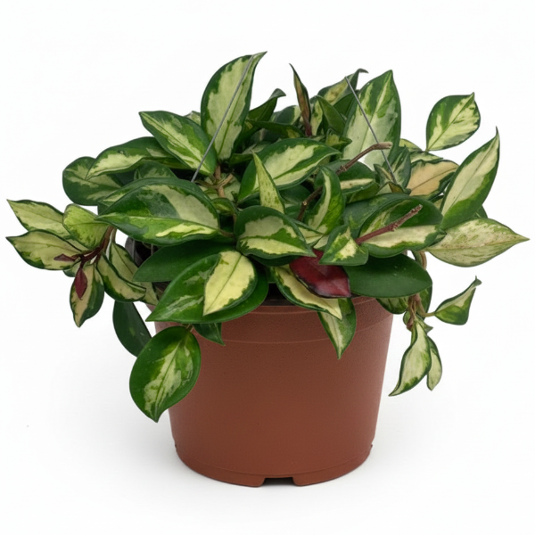 Hoya Carnosa, Wax Plant, Multi Color – image 1