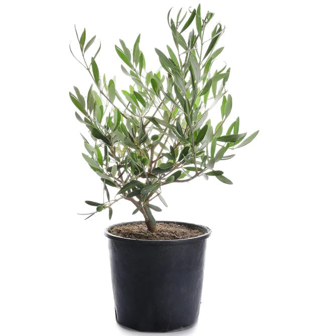 Olive Dwarf Indoor - Olive Bonsai – image 3