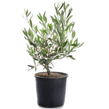 Olive Dwarf Indoor - Olive Bonsai – image 3