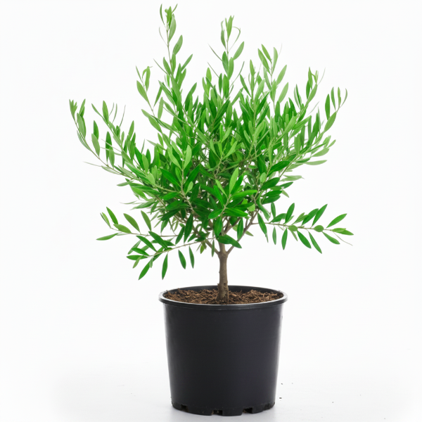 Olive Dwarf Indoor - Olive Bonsai – image 5
