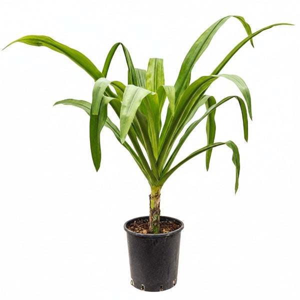 Crinum asiaticum, Spider lily or Seashore lily – image 3