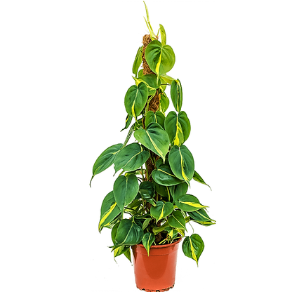 Scindapsus Brasil – image 1
