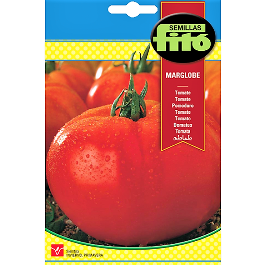 Tomato Marglobe Seeds – image 1