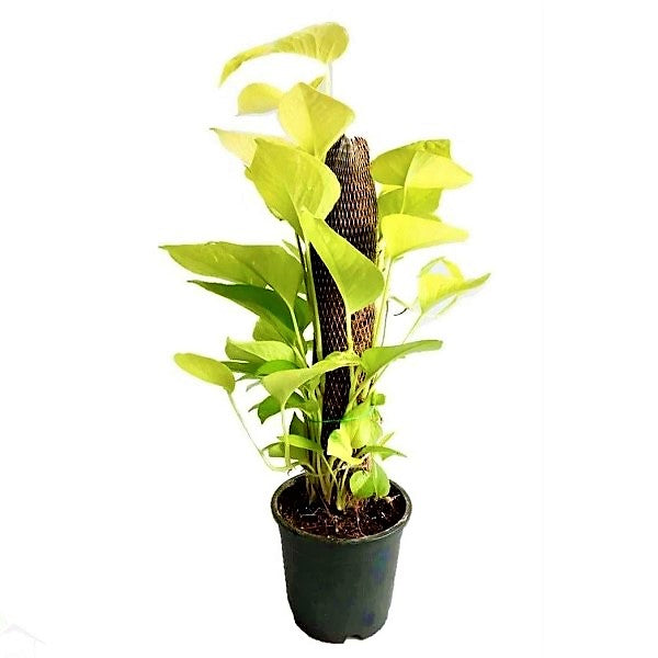 Scindapsus Golden, Golden Money Plant – image 1