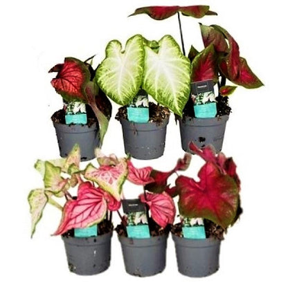 Angel Wings, Caladiums – image 4