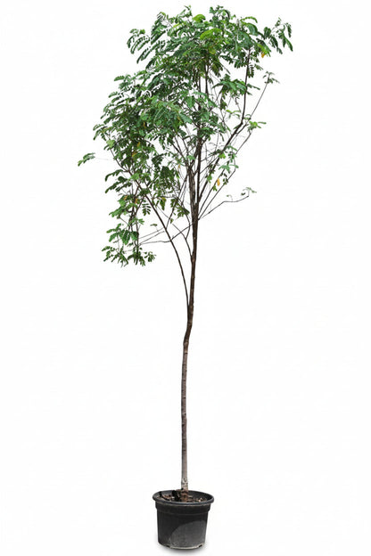 Cassia Surattensis, Scrambled Egg Plant, Sunshine tree – image 6