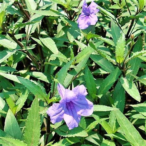 Ruellia Ciliosa, Wild Petunia (small) – image 3