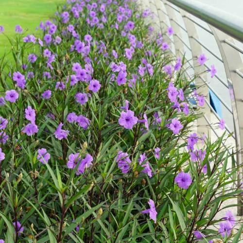 Ruellia Ciliosa, Wild Petunia (small) – image 4