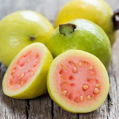 Guava Tree, Psidium Guajava – image 4