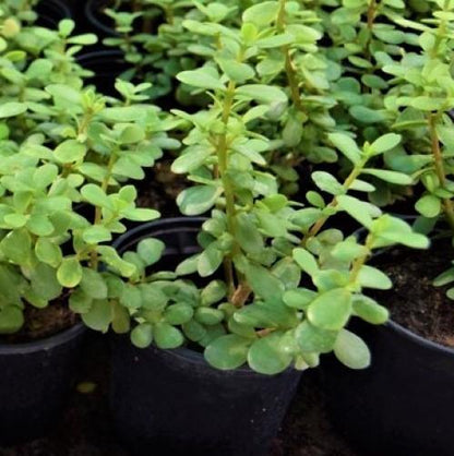 Portulacaria Afra, Elephant Bush – image 2