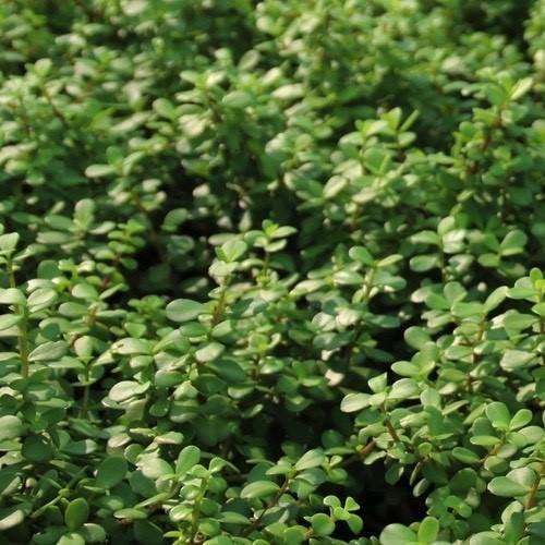 Portulacaria Afra, Elephant Bush – image 5