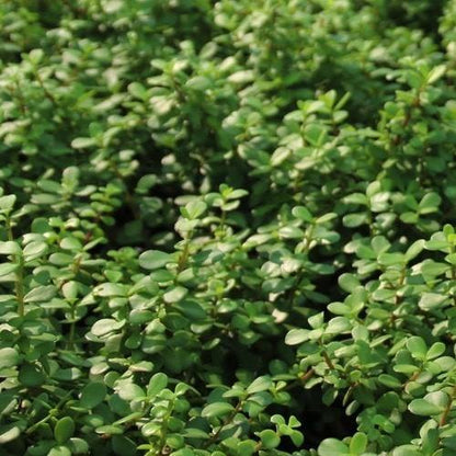 Portulacaria Afra, Elephant Bush – image 5