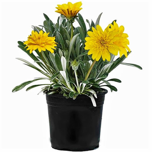 Gazania Uniflora, Treasure Flower (small) – image 1
