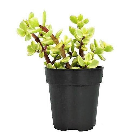 Portulacaria Afra, Elephant Bush – image 1