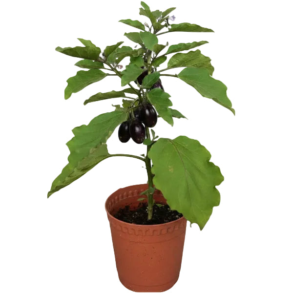 Eggplant – image 1