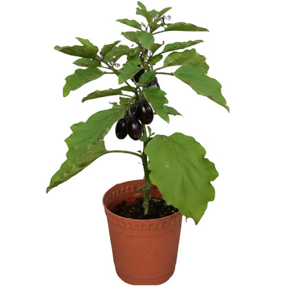 Eggplant – image 1