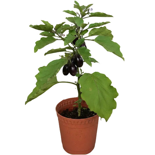 Eggplant – image 1