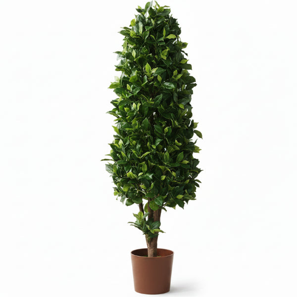 Ficus Diversifolia, Ficus Panda - Cone Shape – image 4