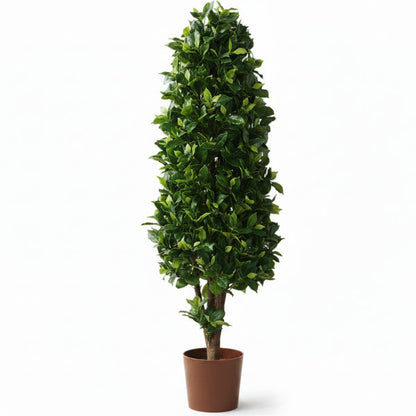 Ficus Diversifolia, Ficus Panda - Cone Shape – image 4