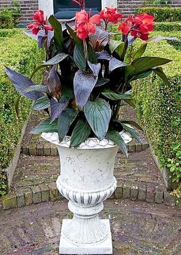 Canna Indica, Purpurea – image 5