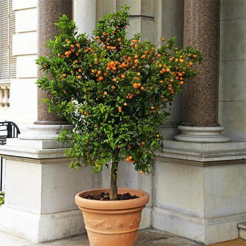 Citrus mitis, Chinese oranges – image 5