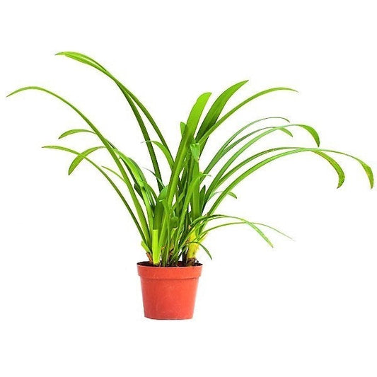 Spider Lily, Hymenocallis Littoralis, Lilly – image 1