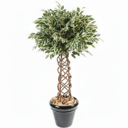 Ficus Panda Cage Shape – image 2