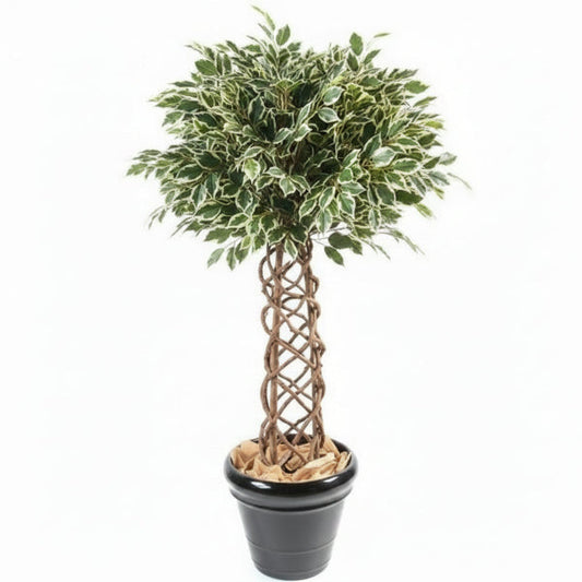 Ficus Panda Cage Shape – image 2