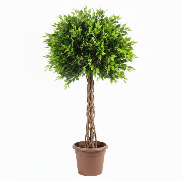 Ficus Panda Cage Shape – image 4