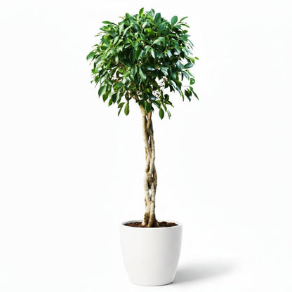 Ficus diversifolia twisted trunk topiary – image 2