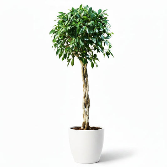 Ficus diversifolia twisted trunk topiary – image 2
