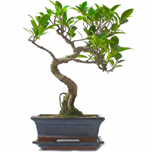 Ficus S Bonsai – image 1
