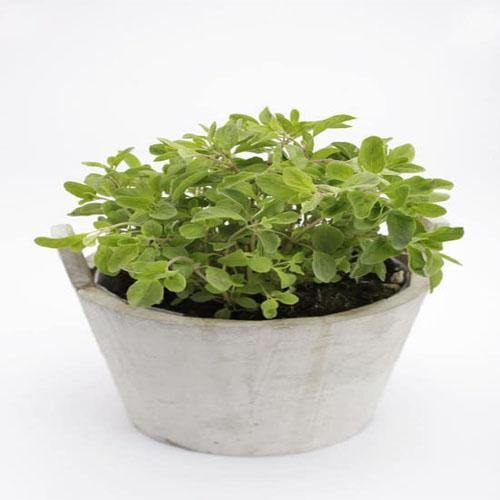 Sweet Marjoram – image 5