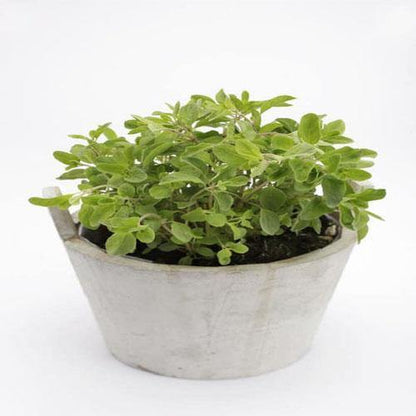 Sweet Marjoram – image 5