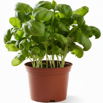 Ocimum Basilicum, Sweet Basil, Sweet Genovese – image 4