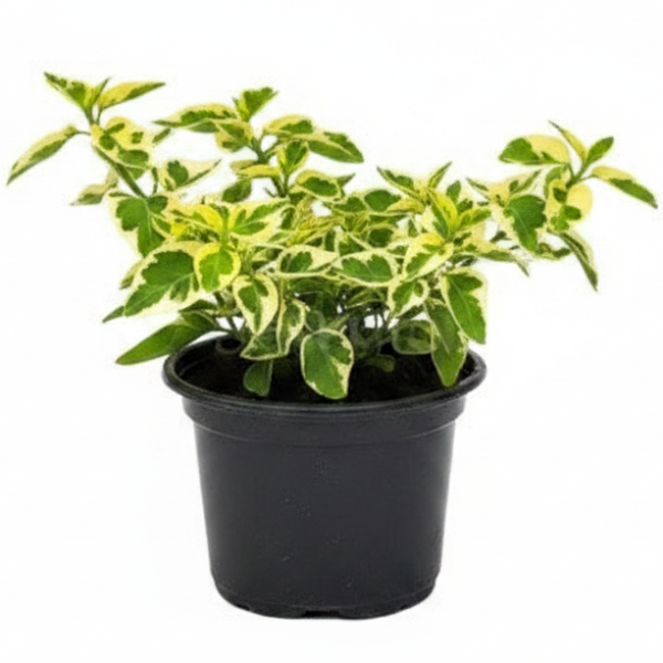 Asystasia Gangetica, Chinese Violet – image 1