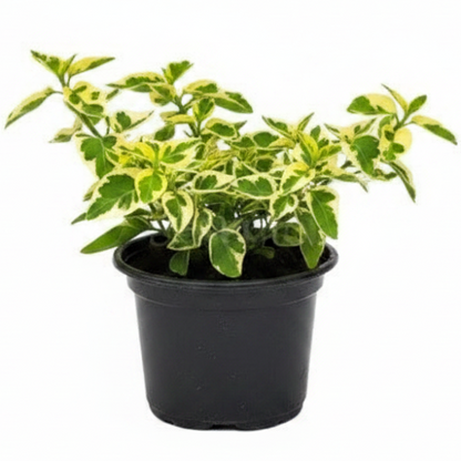 Asystasia Gangetica, Chinese Violet – image 1