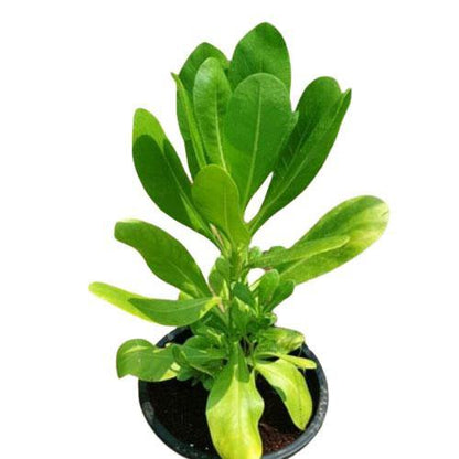 Scaevola frutescens, Vahl Beach Naupaka, Hawaiian Half Flower, Sea Lettuce – image 3